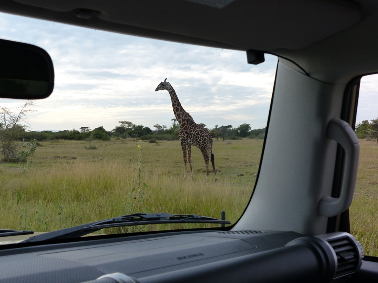 Toyota, FJ Cruiser, exterieur, giraffe, Afrika