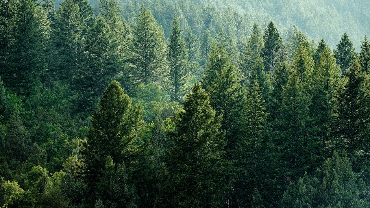 Green forest